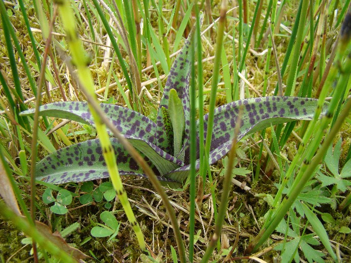 orchidee rozet gevlekt breed.jpg