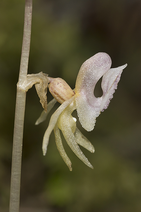 Spookorchis-ENS-2.jpg