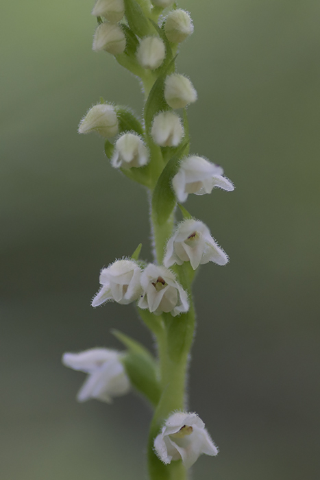 Dennenorchis-VCKM-3.jpg