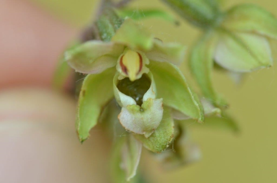 eind juli 2016 + epipactis viridiflora 016.jpg