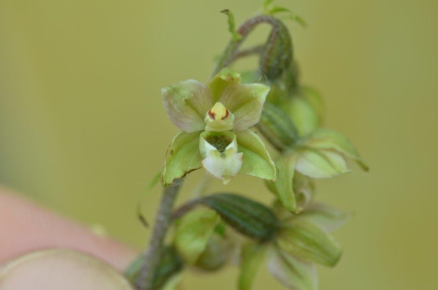 eind juli 2016 + epipactis viridiflora 017.jpg