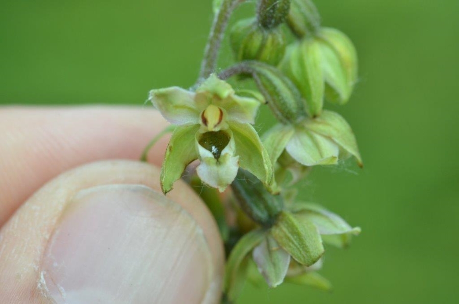 eind juli 2016 + epipactis viridiflora 019.jpg