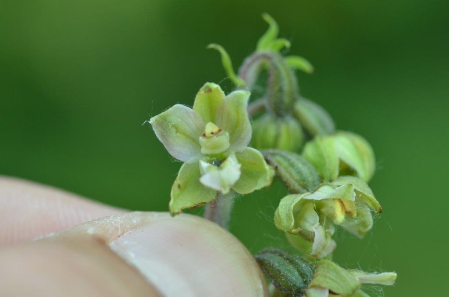 eind juli 2016 + epipactis viridiflora 020.jpg
