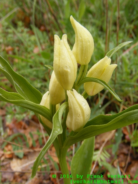 DSCF4918.JPG