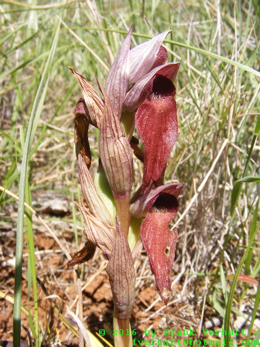 DSCF4780.JPG