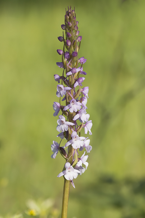 Gymnadenia_conopsea-VCKM-2.jpg