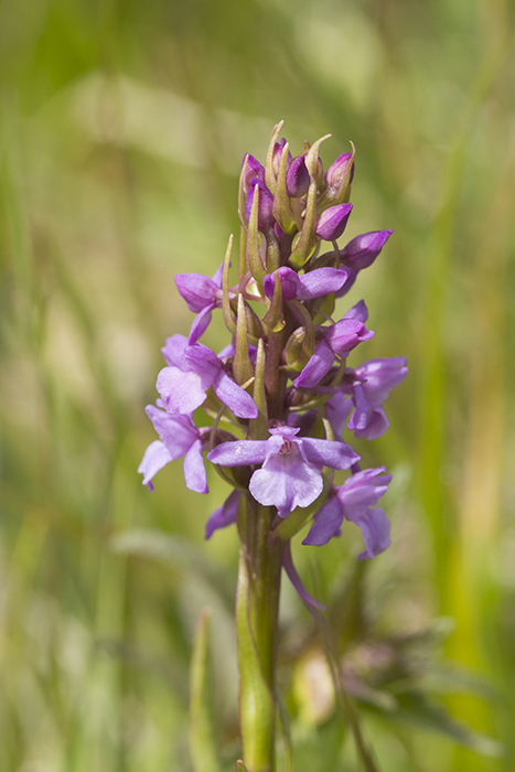 Gymnadenia_borealis-MKL-1.jpg