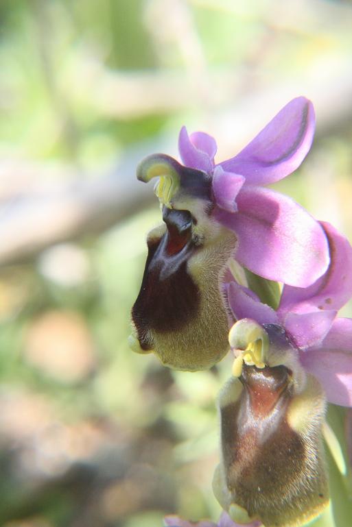 Portugal 2009 Ophrys Tenthredinifera 066.JPG