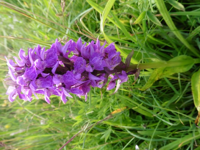 diepe purperkleur. purpurella? (Sciermonnikoog)