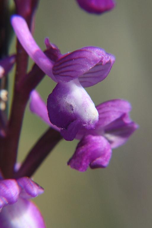 Portugal 2009 Orchis Champagneuxii 060.JPG