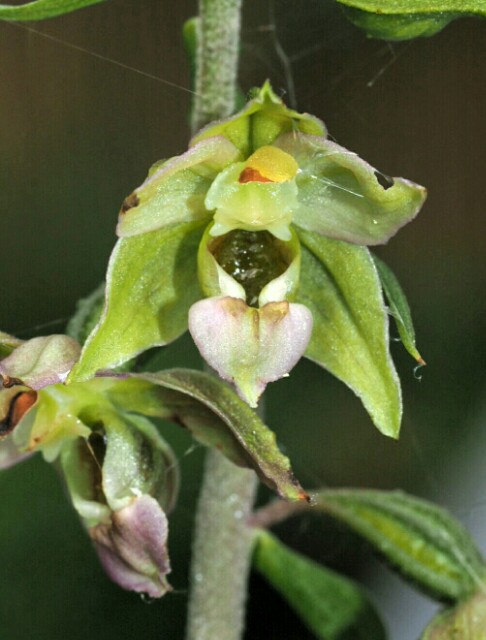 E. helleborine Hollandscheveld 02-09-16~01.jpg