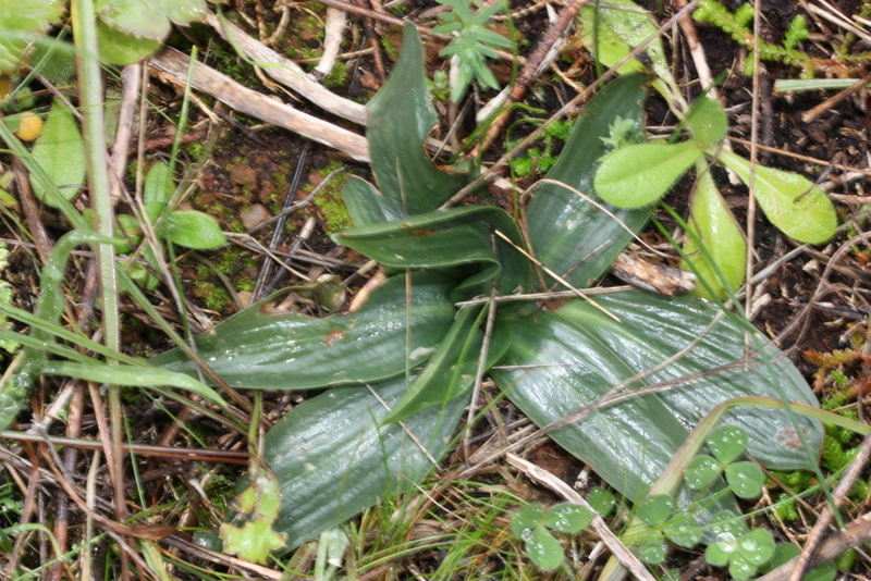 roset S. spiralis Paleokastro S4 6-3-2011 (2).JPG