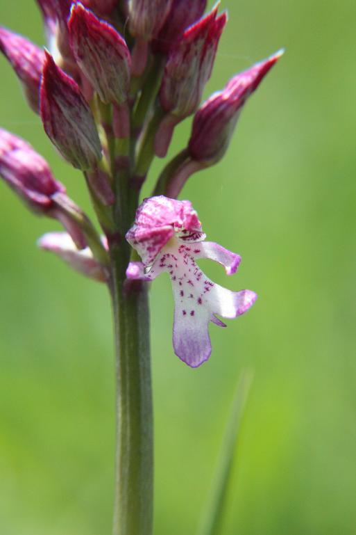 01-05-09 Orchis Purpurea 039.JPG