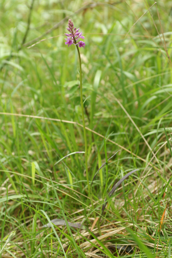 Gehele plant
