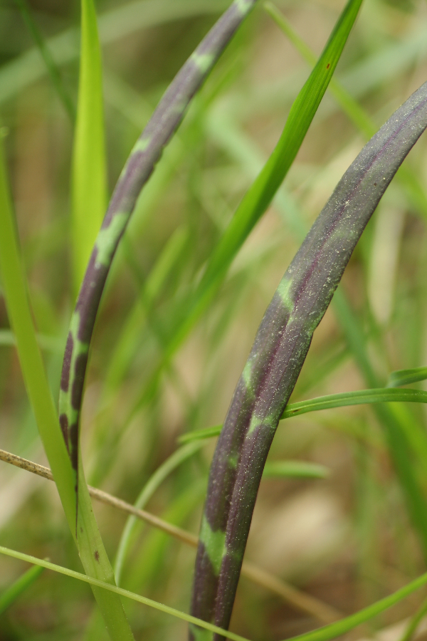 Blad detail