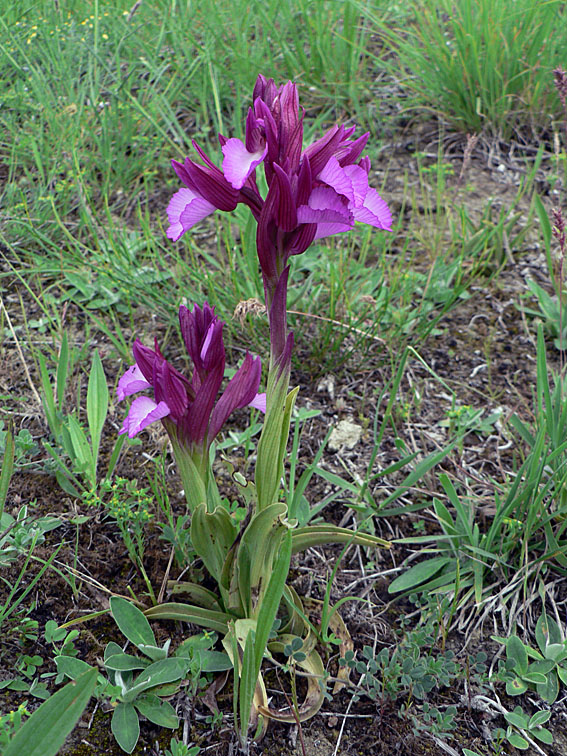 A. papilionacea subsp. expansa 10 mei 2013