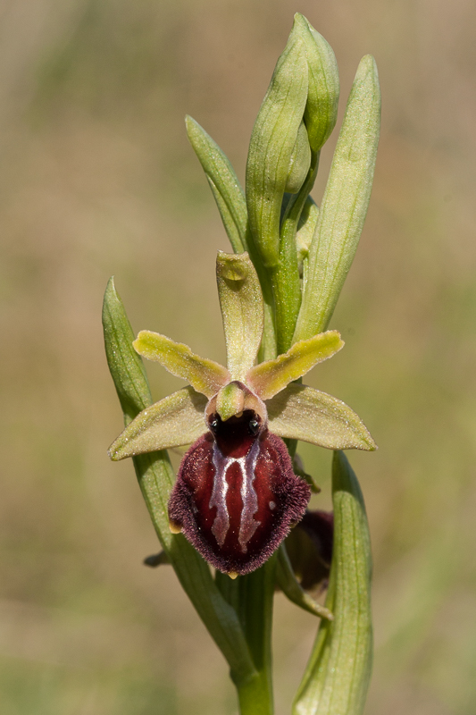 Ophrys exaltata subsp. marzuola, Torreilles (Frankrijk), 8 maart 2017