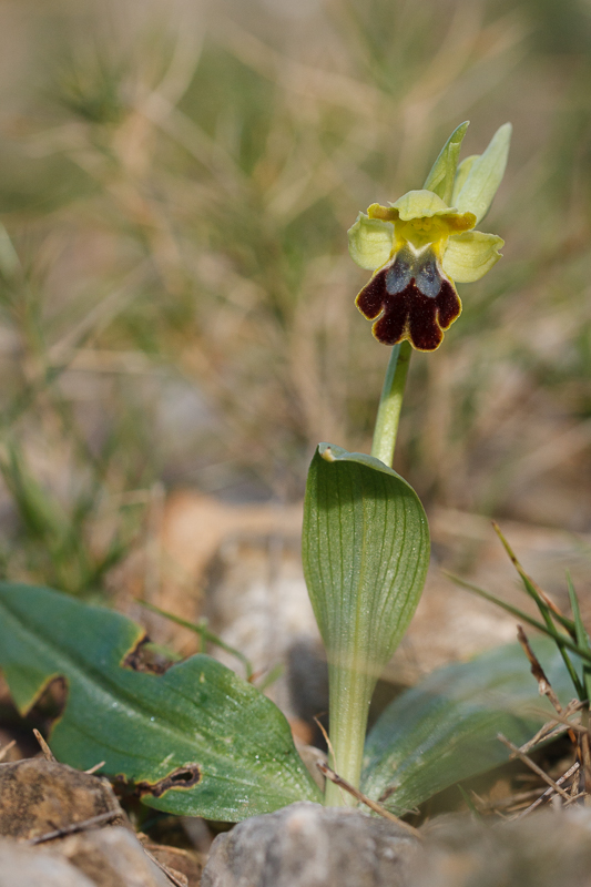 O. forestieri, Rivesaltes (Frankrijk), 7 maart 2017