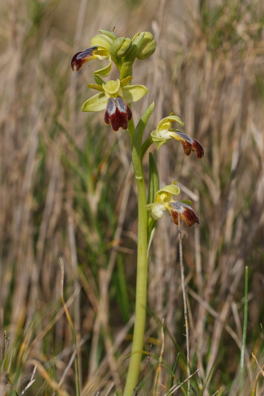 O. forestieri, Rivesaltes (Frankrijk), 7 maart 2017