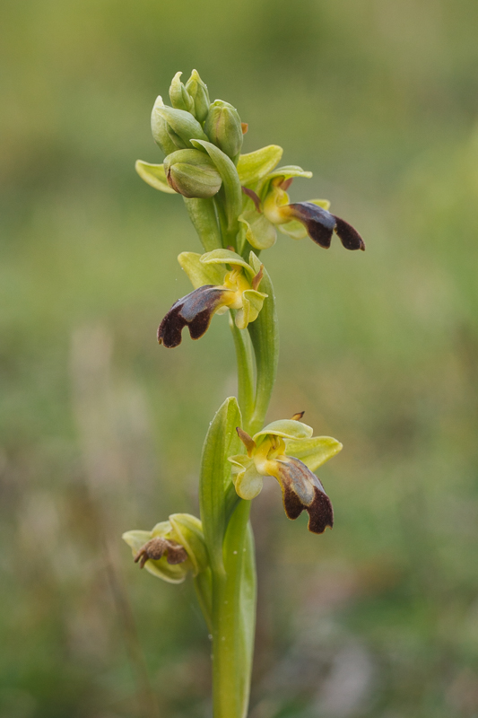 O. forestieri, Salses-le-Château (Frankrijk), 7 maart 2017