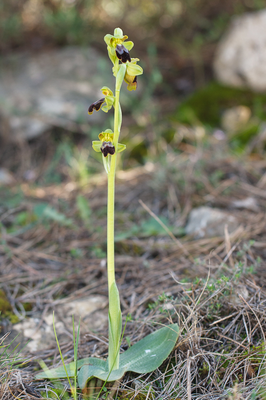 O. forestieri, Torroella de Montgrí (Spanje), 9 maart 2017