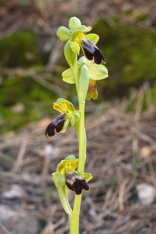 O. forestieri, Torroella de Montgrí (Spanje), 9 maart 2017