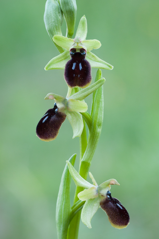 Ophrys sp.
