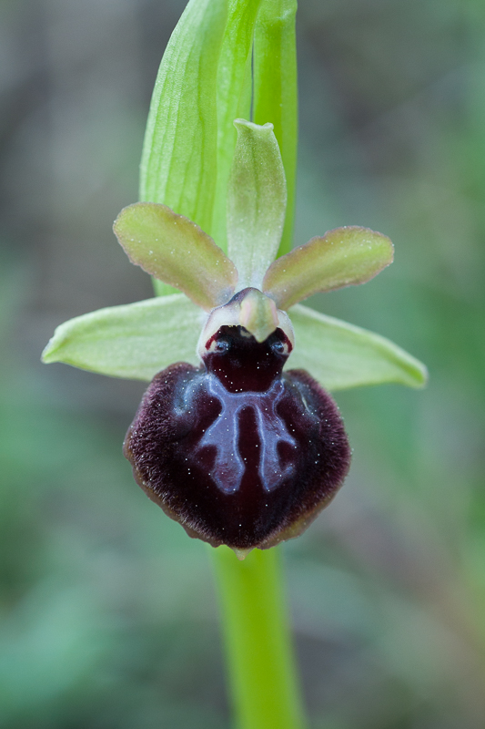 Ophrys passionis