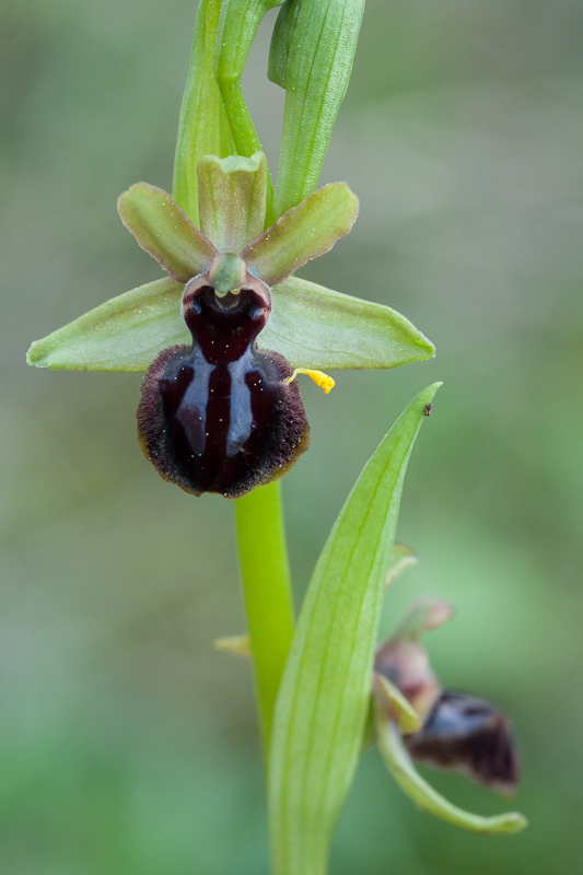 Ophrys passionis