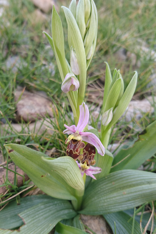Ophrys scolopax - Rivesaltes (FR), 7 maart 2017