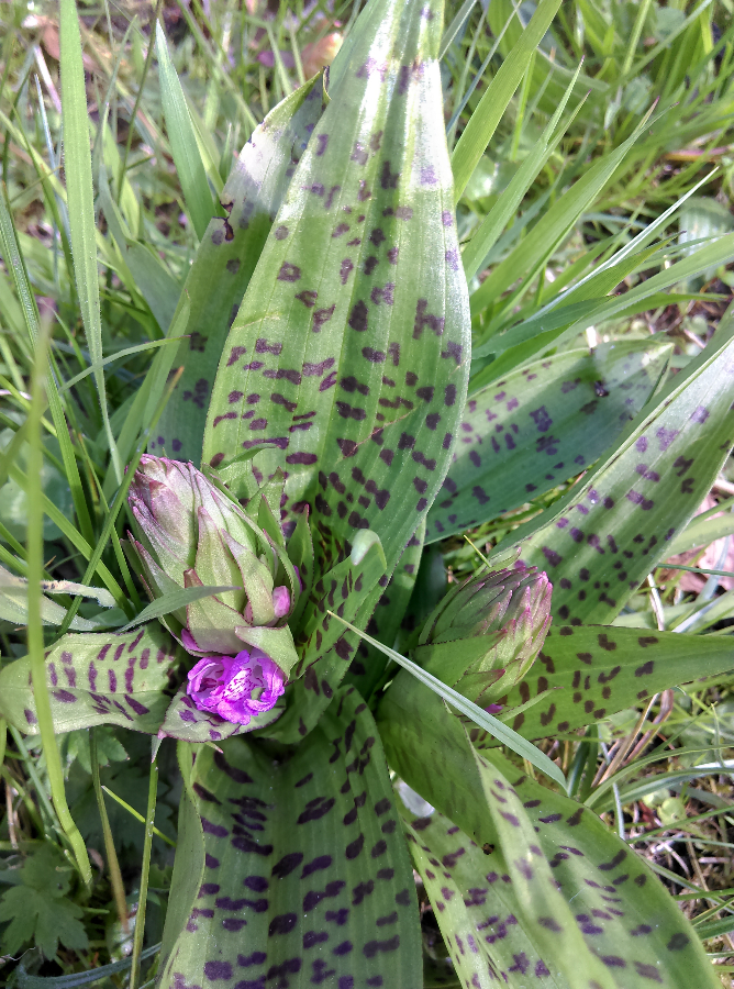 IMAG0087.jpg
