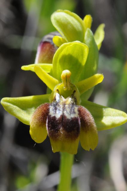 Ophrys hybride lutea vs fusca. vraagtekenJPG.jpg