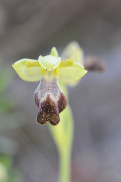 Ophrys fusca ssp arnoldii 2 vraagteken.jpg