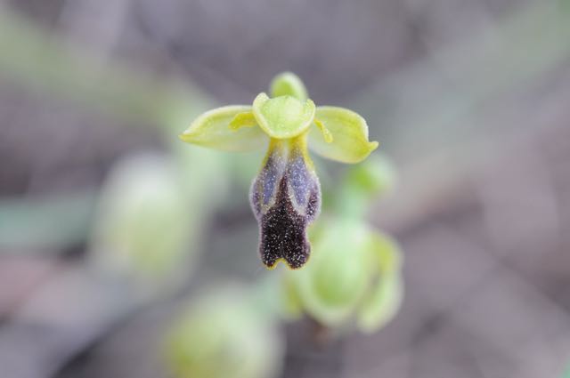 Ophrys fusca ssp arnoldii vraagteken.jpg