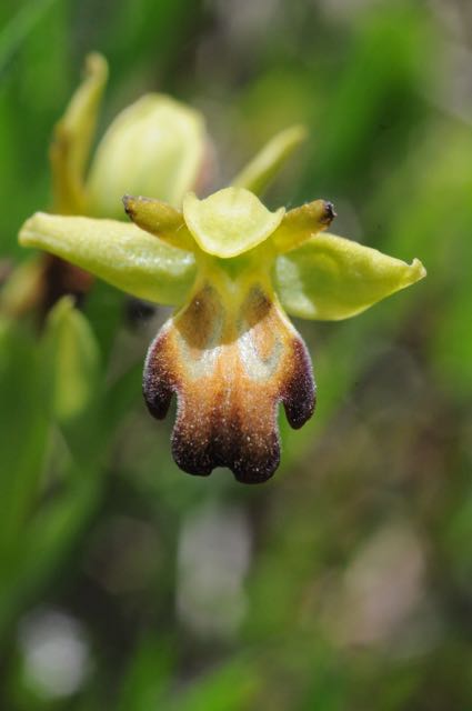 Ophrys fusca vraagteken.jpg