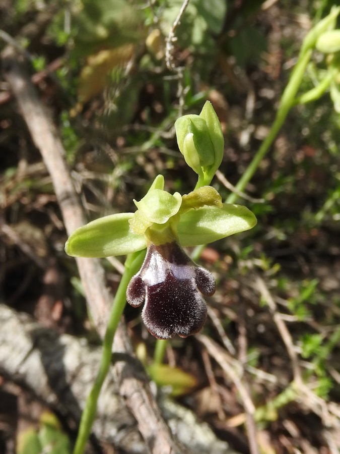 O. omegaifera ssp. dyris