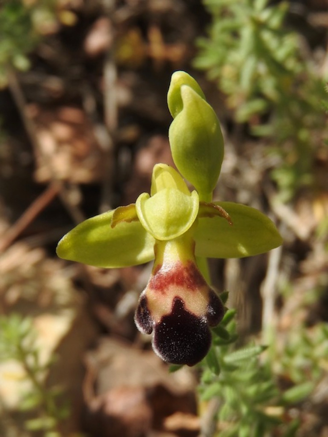 O. omegaifera ssp. algarvensis