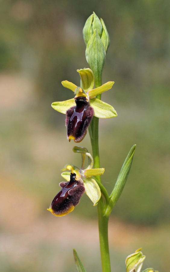 O. lunulata x incubacea Niscemi 29-03-17 (3).jpg