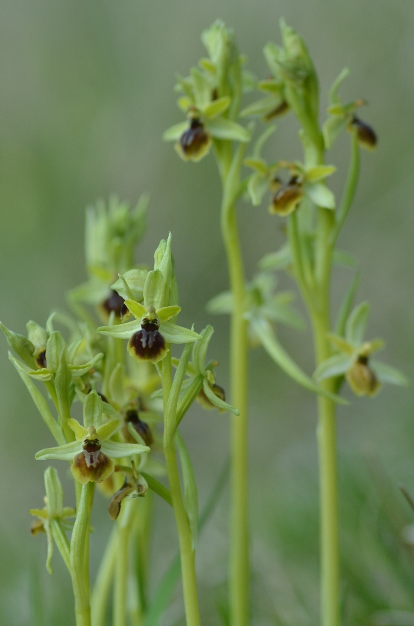 f 5.6 - 1/1600 - iso 250