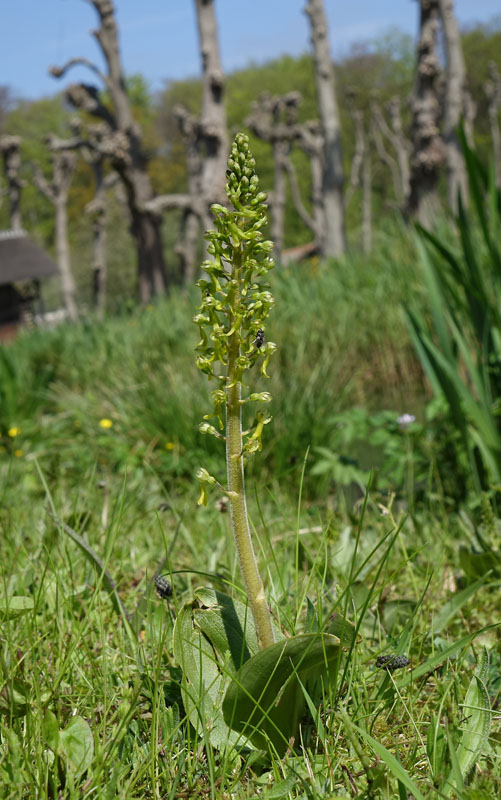 plant van 25 cm hoog