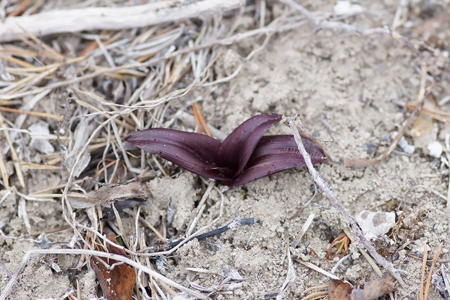 Bloedorchis D. cruenta
