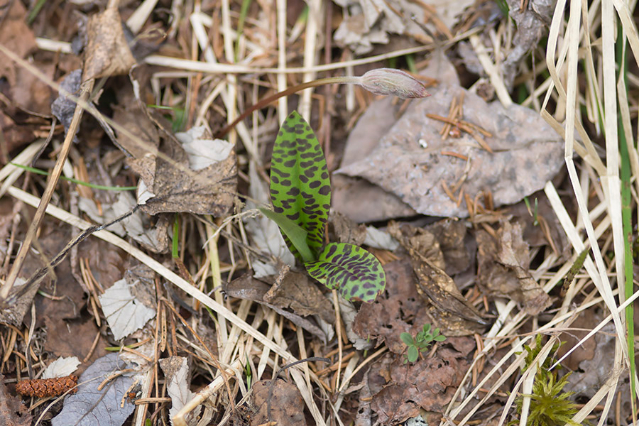 Gevlekte orchis?