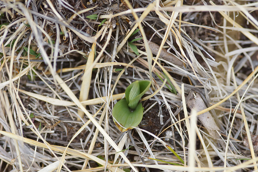 Vliegenorchis?