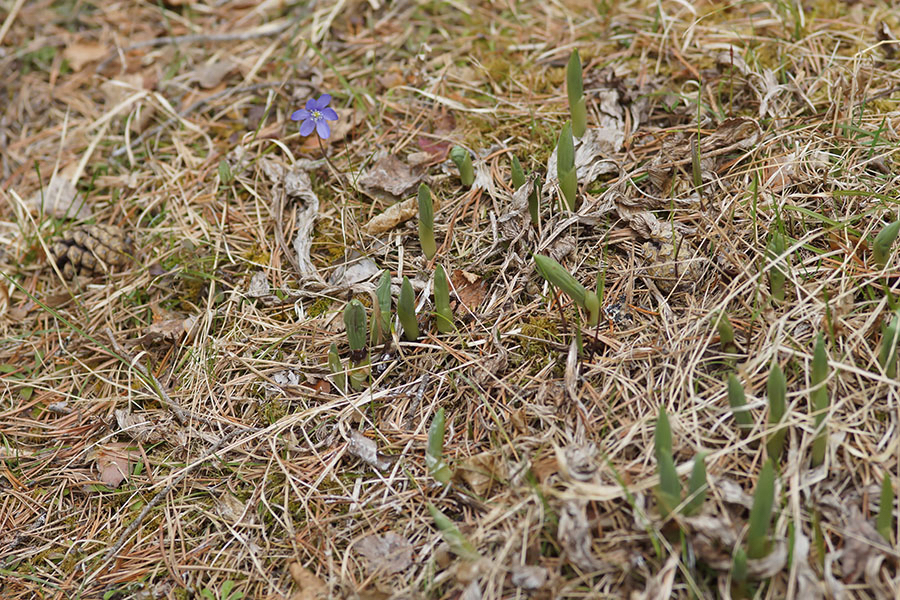Vrouwenschoentje met leverbloempje