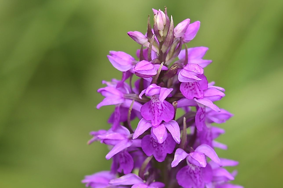 orchis D22B0611.jpg