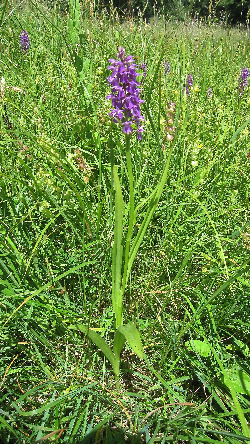 orchis IMG_7654.jpg