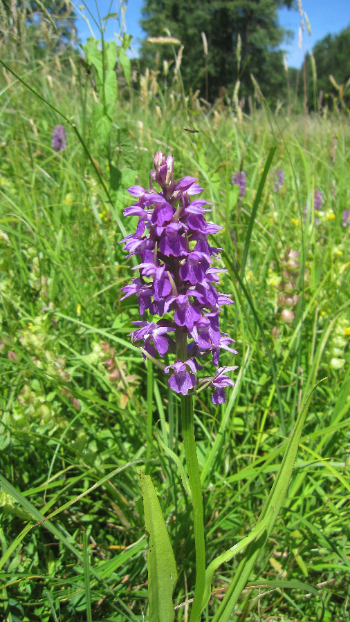 orchis IMG_7655.jpg