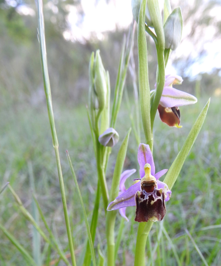 Is dit een  O. gracilis? medio mei in de Drome gezien