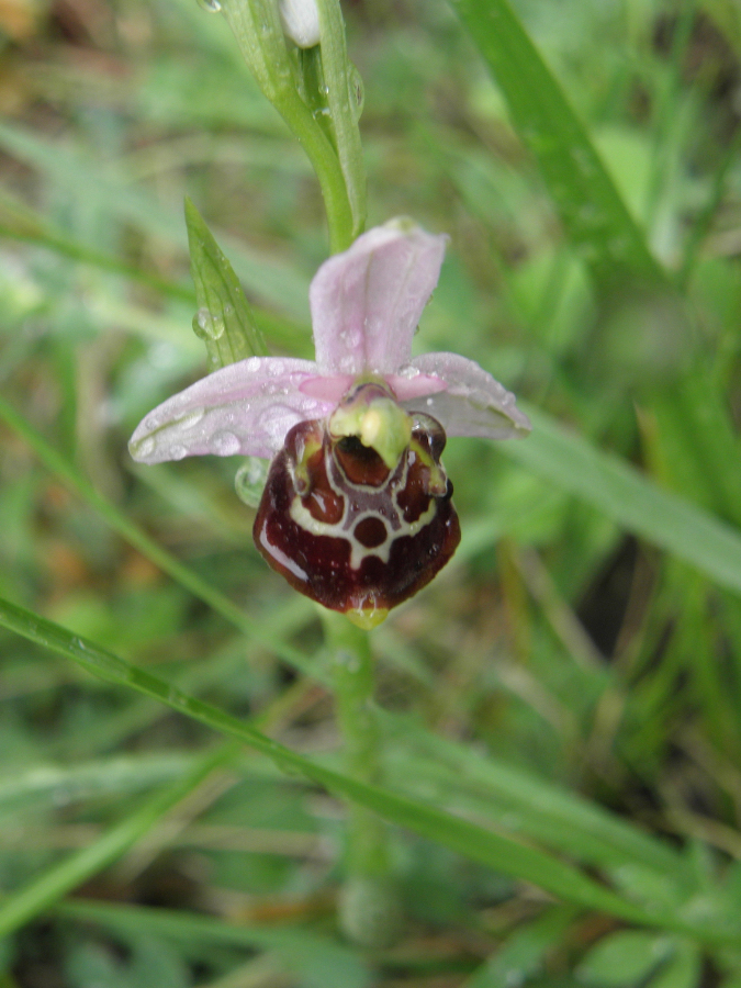 Is dit een "gewone" O. fuciflora? medio mei in de Drome gezien (2015)