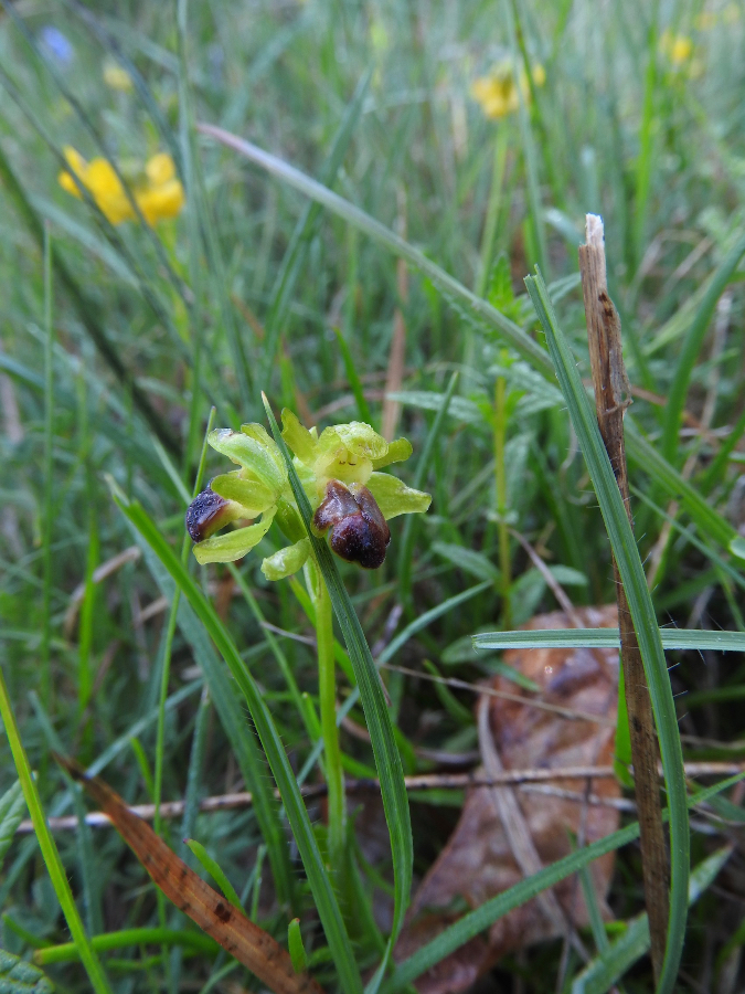 Met deze hele kleine fusca? kan ik niet uit de voeten. eind mei in de Cevennes gezien.